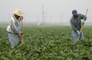 La Asamblea de California aprobó hoy una ley que reconoce horas extras a los trabajadores agrarios después de ocho horas de trabajo continuo, no diez como es actualmente, en presencia de cientos de campesinos que viajaron a Sacramento para apoyar la medida. EFE