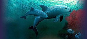 Dos ejemplares de "vaquita marina" (Phocoena Sinus) nadan en aguas del Mar de Cortez (México). Este cetáceo fue declarado hoy, sábado, especie con "protección total" por el municipio de San Felipe, en Baja California, por encontrase en alto peligro de extinción. EFE/Fondo Mundial de la Naturaleza