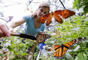 Docent Melissa Jamison tends to a group of Monarch butterflies while working in the Butterfly Encounter at the Chattahoochee Nature Center in Roswell, Georgia, USA, 08 July 2015. The exhibit which allows visitors the opportunity to feed the area's native winged insects, continues through 31 July. EFE