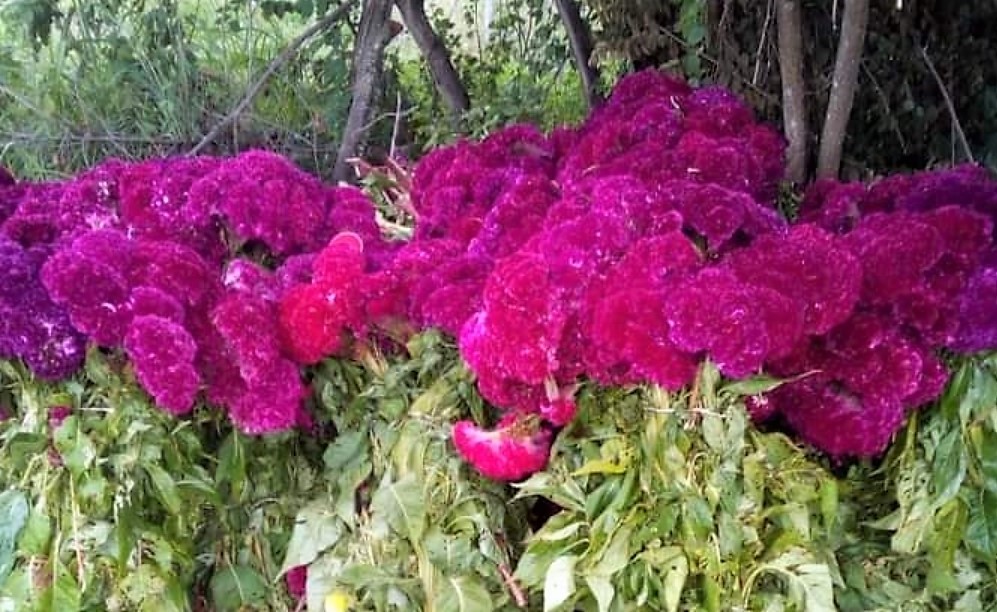 Las Flores De Terciopelo Tienen Su Curiosa Historia